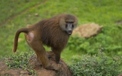 File: A baboon in an enclosure. Joaquin Gomez Sastre/NurPhoto via AFP
