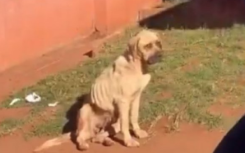 The dog seen in the background of the video.