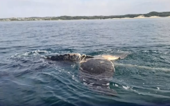 Using specialised tools, the team made four careful cuts to remove the rope wrapped around its tail. Supplied