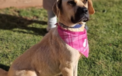 Bobby the dog. Supplied/NSPCA