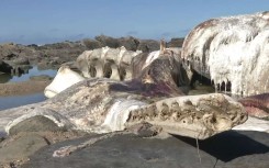 A whale carcass has been decomposing in a rock pool at Skoenmakerskop for a month.