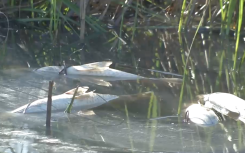 Kings Beach is experiencing a sewage spill.