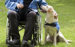 File: Labrador guide dog and disabled owner. Antonio Gravante/Science Photo Library via AFP