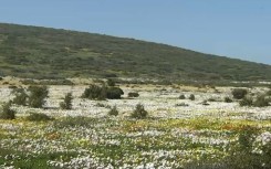  It's spring and where better to experience it than among the magnificent flowers in the West Coast National Park.