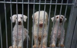 File: Dogs in a shelter. Varuth Hirunyatheb/Bangkok Post via AFP