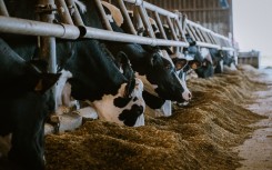 File: Cows eating soybean meal. Pat Batard/Hans Lucas via AFP