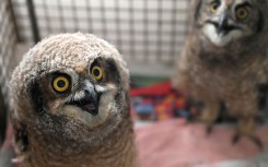 File: Spotted-eared owl chicks. Gallo Images/Beeld/Deaan Vivier