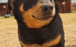 Dog looking for new owner