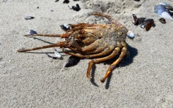 Residents were warned against eating dead mussels, whelks and shellfish that washed ashore. eNCA/Kevin Brandt