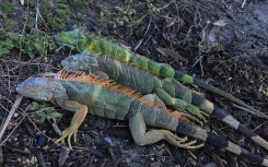Cold-stunned green iguanas lay on the ground in Miami Beach, Florida. Joe Raedle/Getty Images via AFP