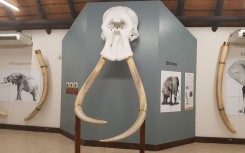 Kruger Park Elephant Hall