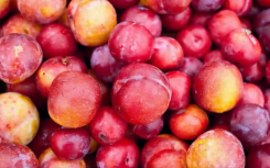 South Africa's plum varieties enter Chinese market 
