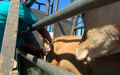 Cattle being vaccinated against FMD
