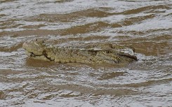 File: A crocodile in floodwaters in the Northern Queensland town of Ingham. AFP/Courtesy of Jonty Fratus