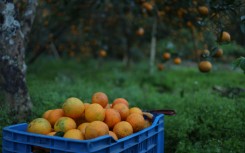 Freshly plucked sweet oranges from an orchard. Subaas Shrestha/NurPhoto via AFP