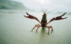 Crayfish on a beach. GettyImages/Ragnar Schmuck