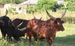 Luxury meets tradition in colourful Limpopo 