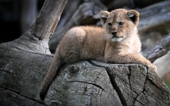 File: A lion cub. AFP/Lou Benoist