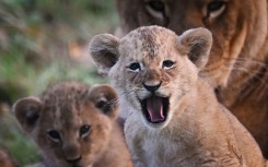 SAPS clerk charged over attempt to sell lion cubs