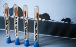 Hantavirus 2