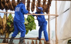 Farm workers bundle tobacco leaves for curing in a climate-smart barn at a farm outside Bulawayo. AFP/Zinyange Auntony