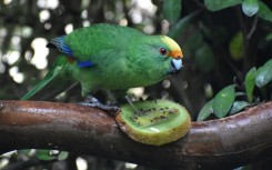 Nacho, part of a breeding pair of the rare New Zealand kakariki karaka parakeets. AFP/Leigh Percasky/The Isaac Conservation and Wildlife Trust