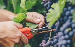Table grape exports edge up from last season. Kaisersosa67/Getty Images