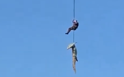 The crocodile being transported.
