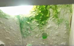 Green mold in one of the bathrooms.