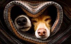 A couple of dogs sleeping together under a blanket. GettyImages/damedeeso