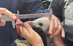 hands measuring the bird head