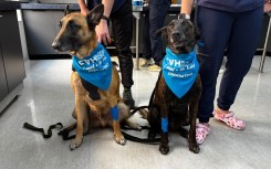 Twee honde sit op leiband