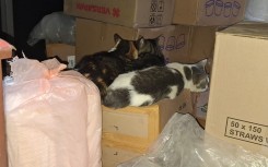 Cats lying on top of boxes. eNCA/Aviwe Mtila