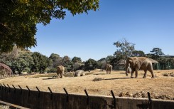Johannesburg Zoo's remaining elephants