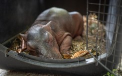 A newborn hippopotamus rescued by fishermen in a rural area before being handed over to the Cornare environmental authority for transport. AFP/Cornare