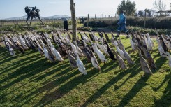 Indian Runner Ducks