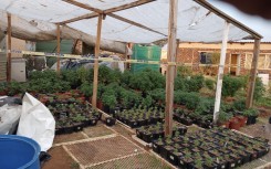 Gauteng police have pounced on a hydroponic dagga-laboratory in De Deur. Supplied