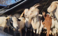A search of the vehicle led to the recovery of 20 goats. X/SAPoliceService