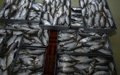 File: Frozen fish. Aman Rochman/NurPhoto via AFP