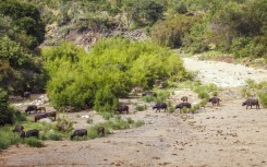 A buffalo herd crossing dry riverbed in the Kruger National Park. Patrice Correia/Biosphoto via AFP