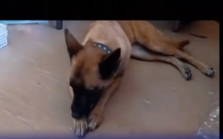 Sky Police K9