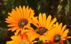 Stop and smell the fynbos as flower season opens at the West Coast National Park near Saldanha Bay.