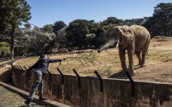 Pinky Modina, a pachydermist at the Johannesburg Zoo, feeds Ramadiba, one of the three remaining elephants in Johannesburg. AFP/Phill Magakoe