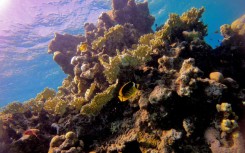 The key drivers of coral health following the heat stress were how strained they were by local human impacts and the abundance of algae-eating fish clearing the way for coral regrowth