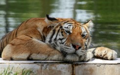 A Siberian tiger cools off amid sweltering temperatures at Baghdad Zoo