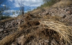 Dried buffelgrass, an invasive species that leads to faster growing wildfires, is seen on the side of a hill near a trail in Tucson, Arizona