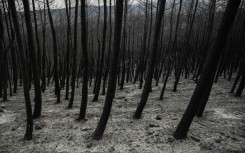 The widlfires are the biggest in the European Union this year