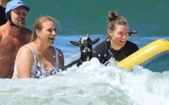 Let's goat surfin' now, everybody's learnin' how: Chupacabrah is an expert surf instructor