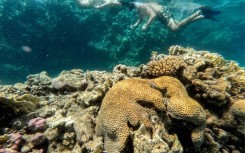 The threat posed by the sea urchin die-off is alarming biologists as Red Sea corals have proved relatively resilient to other threats facing reef ecoystems around the world