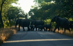 Elephants on the move at Zimbabwe's Hwange National Park, in May 2022